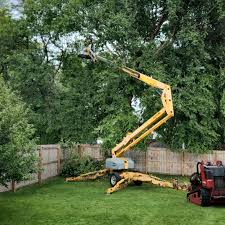 Best Tree and Shrub Care  in USA